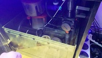 RED SEA 350L CORALS FISH WHOLE SET UP FOR SALE