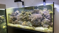 RED SEA 350L CORALS FISH WHOLE SET UP FOR SALE