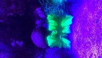 RED SEA 350L CORALS FISH WHOLE SET UP FOR SALE