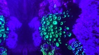 RED SEA 350L CORALS FISH WHOLE SET UP FOR SALE