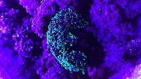 RED SEA 350L CORALS FISH WHOLE SET UP FOR SALE