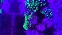 RED SEA 350L CORALS FISH WHOLE SET UP FOR SALE