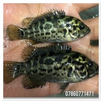 Predators / monster / Odd Ball for Sale/ Cichlid