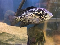 Predators / monster / Odd Ball for Sale/ Cichlid