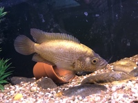 Predators / monster / Odd Ball for Sale/ Cichlid