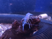 Predators / monster / Odd Ball for Sale/ Cichlid