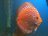 Over 800 discus in stock @ CHESHIRE OAKS DISCUS..from £20. stock on youtube