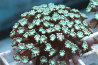Alveopora frags
