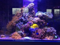Large Selection of Marine fish and corals for sale Rainham Kent
