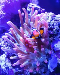 Rose bubbletip anemones