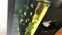 Juwel Rio 350 Black tank and cabinet £275