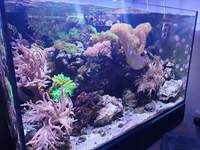 RED SEA REEFER 250 FULL MARINE SET UP FOR SALE