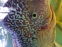 Male MP grade king kamfa flowerhorn 12 inches