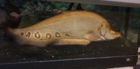 Large 16" Golden Clown Knife Fish £40