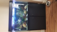 250L tropical fish aquarium + fish £225