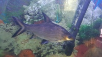 250L tropical fish aquarium + fish £225