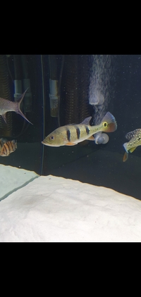 Monoculos peacock bass & Siamese datnoid