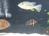 Monoculos peacock bass & Siamese datnoid