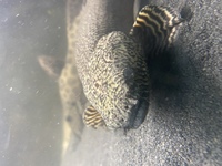 13 Polypterus - 12-18inches