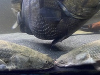 13 Polypterus - 12-18inches
