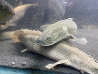 13 Polypterus - 12-18inches