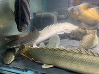 13 Polypterus - 12-18inches