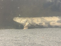 13 Polypterus - 12-18inches