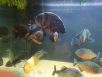 Predator fish/tropical fish