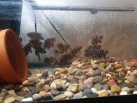 Predator fish/tropical fish