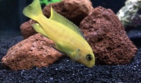 For sale - African Cichlids, Mbuna - Saulosi