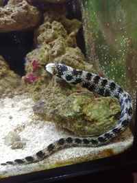 Juvenile snowflake eel free to a good home  