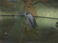 Cichlids/fish & Catfish plus large cichlids