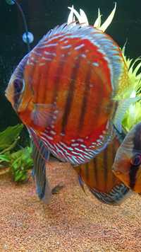 Over 800 discus in stock @ CHESHIRE OAKS DISCUS..from £20. stock on youtube