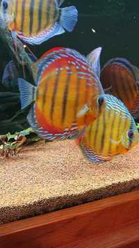 Over 800 discus in stock @ CHESHIRE OAKS DISCUS..from £20. stock on youtube