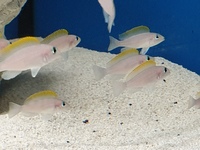 Tanganyika cichlids
