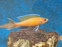 Tanganyika cichlids