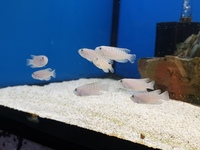 Tanganyika cichlids