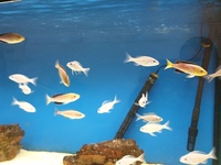 Tanganyika cichlids