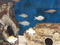 Tanganyika cichlids