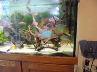 8 Adult Geophagus Altifrons
