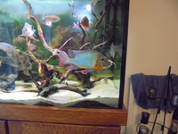 8 Adult Geophagus Altifrons