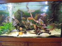 8 Adult Geophagus Altifrons