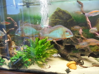 8 Adult Geophagus Altifrons