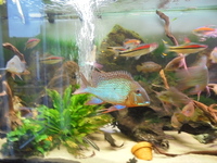 8 Adult Geophagus Altifrons