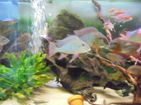 8 Adult Geophagus Altifrons
