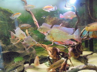 8 Adult Geophagus Altifrons