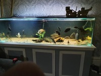 Predator fish/tropical fish