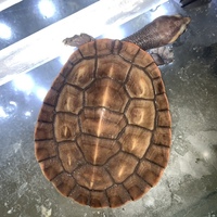 6 Turtles - MIXED SPECIES - 2-3 inches