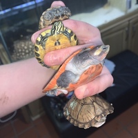 6 Turtles - MIXED SPECIES - 2-3 inches