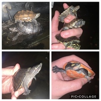 6 Turtles - MIXED SPECIES - 2-3 inches